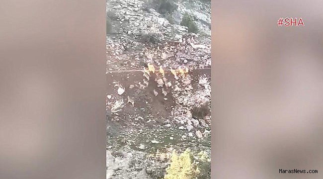 Deprem anında dağ keçilerinin kaçışı kamerada