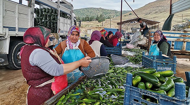 Kahramanmaraş'ta salatalık hasadı başladı: 35 bin ton rekolte bekleniyor