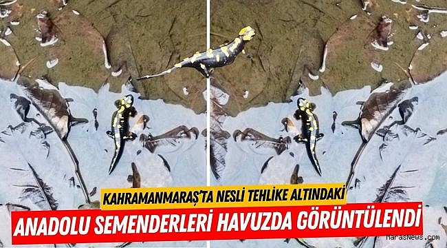 Kahramanmaraş’ta Nesli Tehlike Altındaki Anadolu Semenderleri Havuzda Görüntülendi