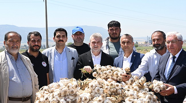 Pazarcık Sarımsağında Hasat Başladı