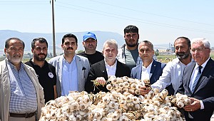 Pazarcık Sarımsağında Hasat Başladı